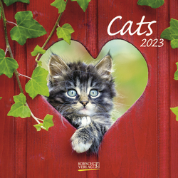 Katzen ovp Korsch Verlag Cats 2016 Wandkalender mit Ferienterminen 