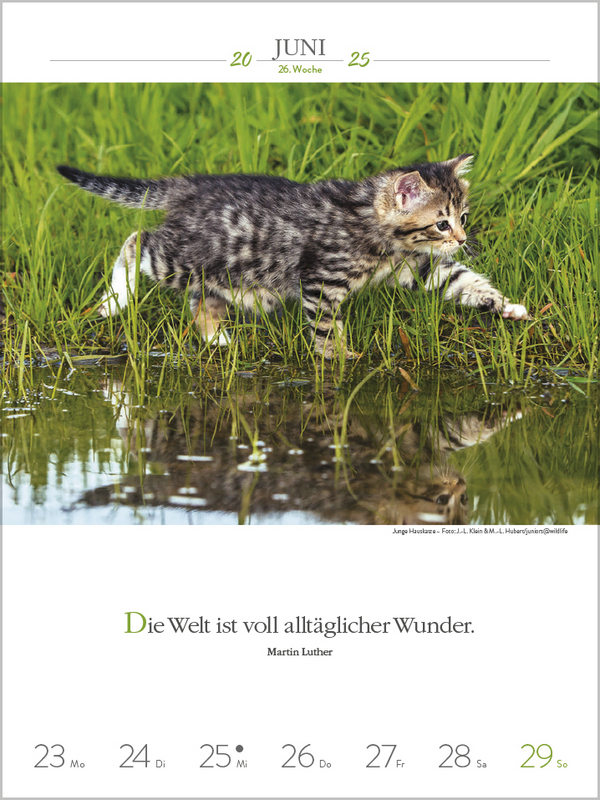 Literaturkalender Katzen 2025 Korsch Verlag