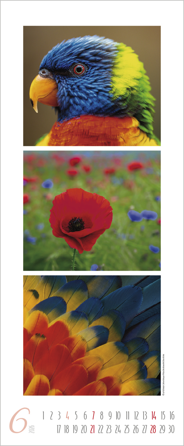 Colour Triplets 2026, Innenansicht #6