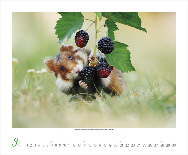 WaldLife 2026, Innenansicht #9