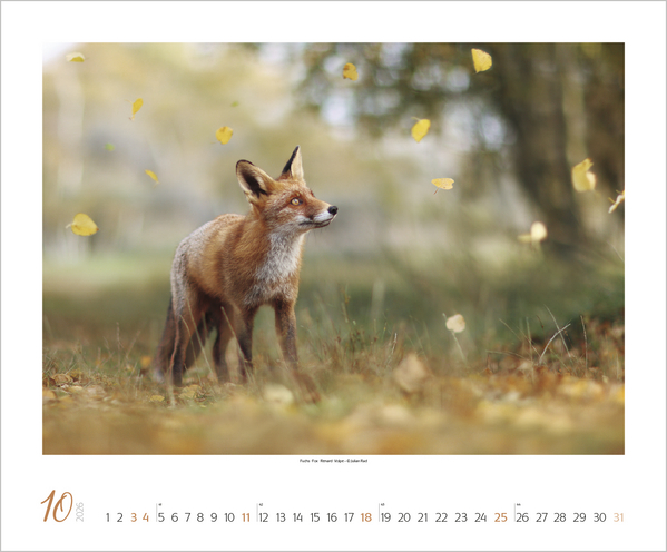 WaldLife 2026, Innenansicht #10