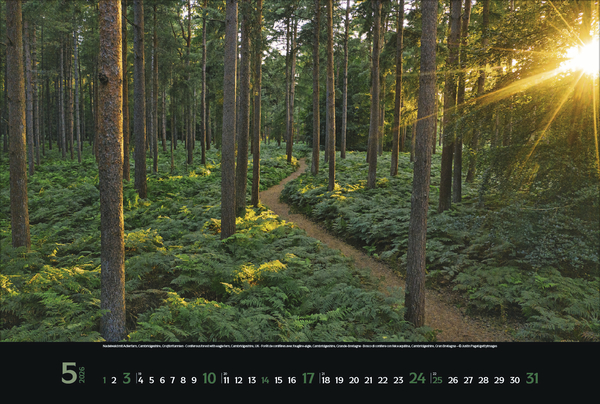 Magische Wälder 2026, Innenansicht #5