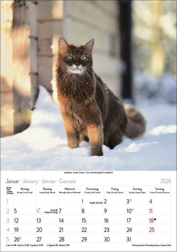 Katzen 2026, Innenansicht #1
