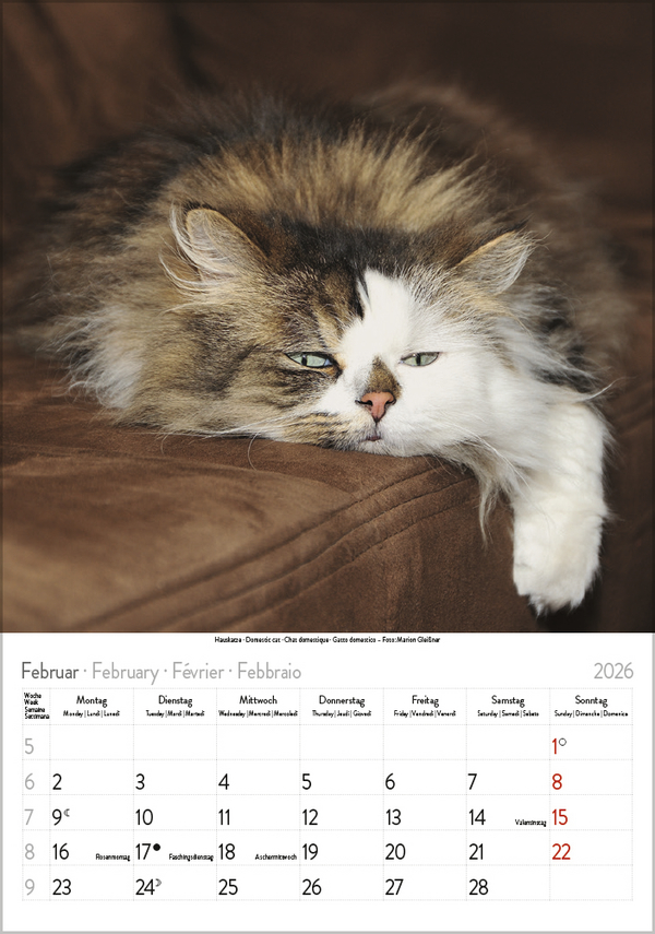 Katzen 2026, Innenansicht #2