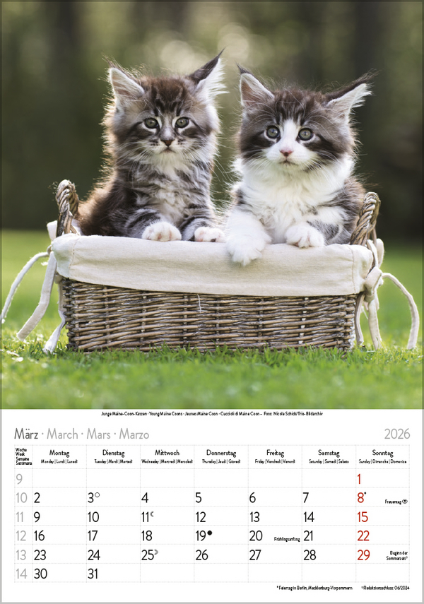 Katzen 2026, Innenansicht #3