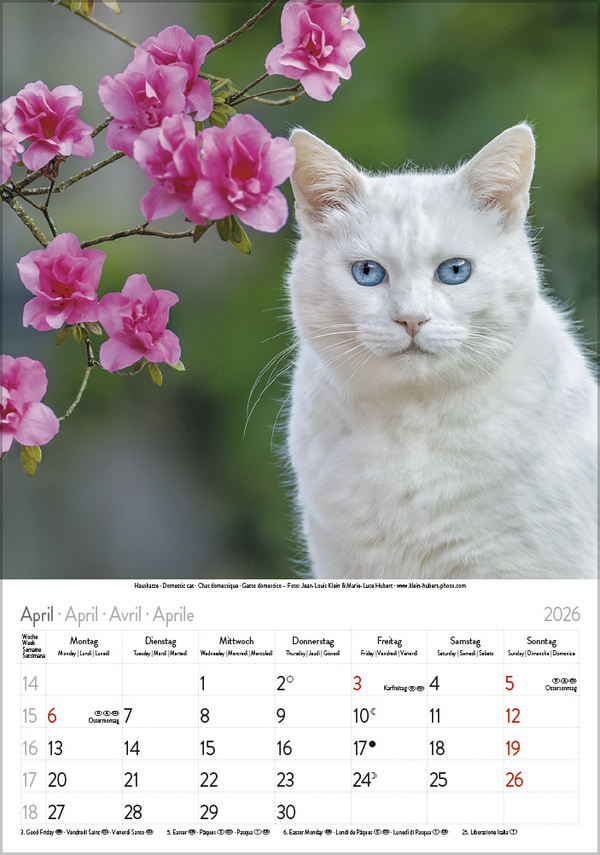 Katzen 2026, Innenansicht #4