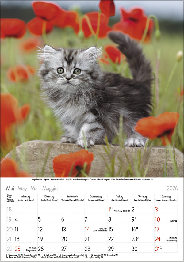 Katzen 2026, Innenansicht #5