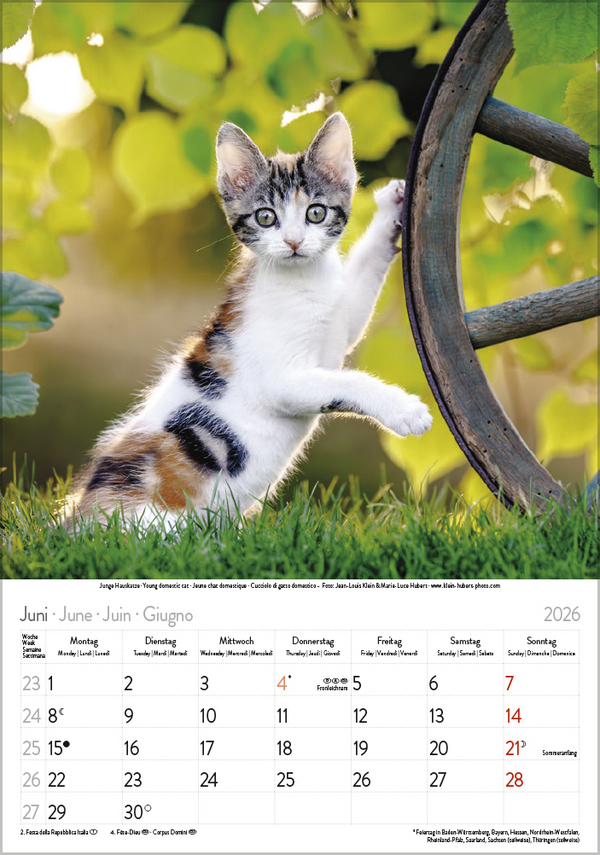 Katzen 2026, Innenansicht #6
