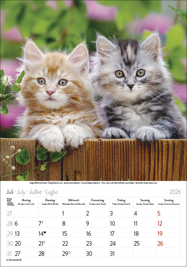 Katzen 2026, Innenansicht #7