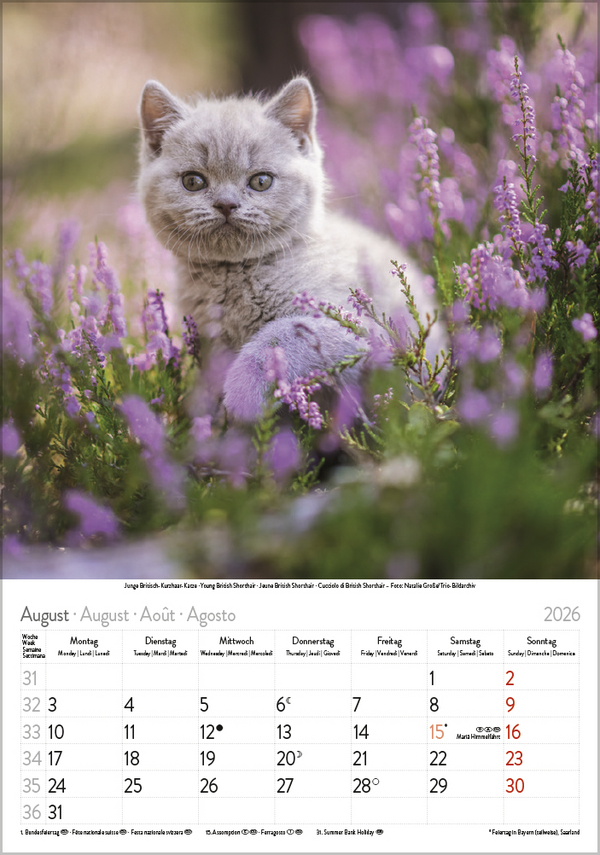 Katzen 2026, Innenansicht #8