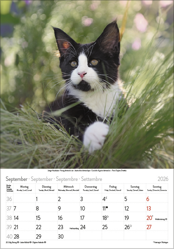 Katzen 2026, Innenansicht #9
