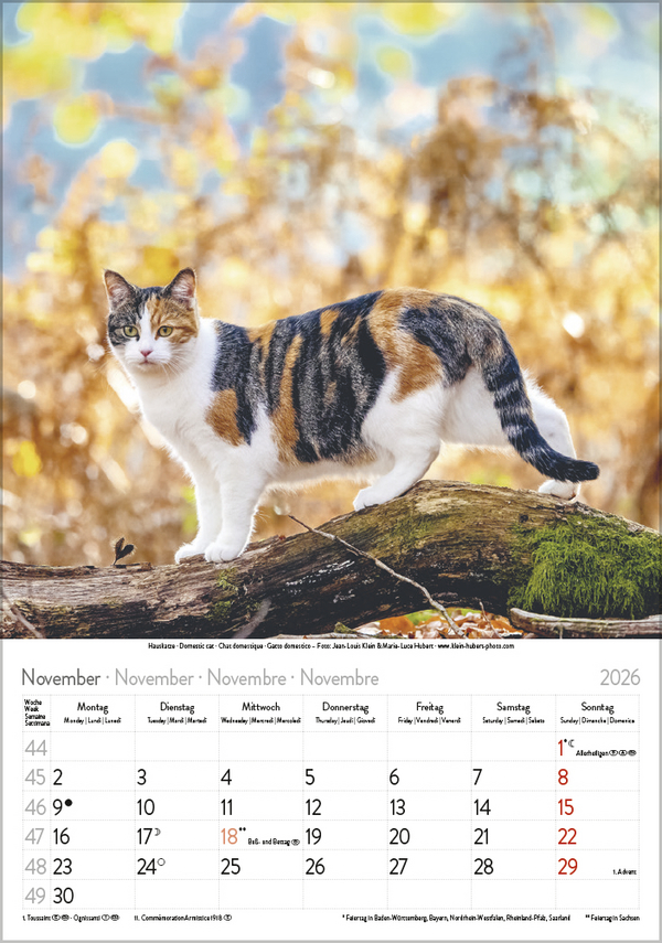 Katzen 2026, Innenansicht #11