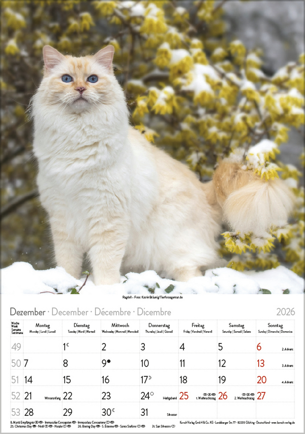 Katzen 2026, Innenansicht #12