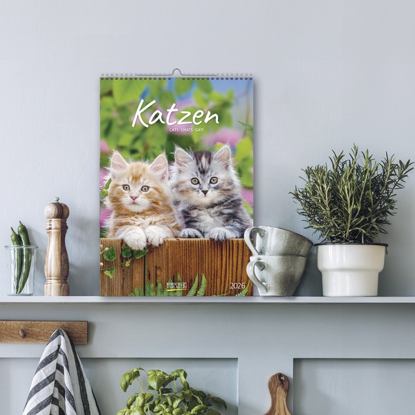 Katzen 2026, Innenansicht #16