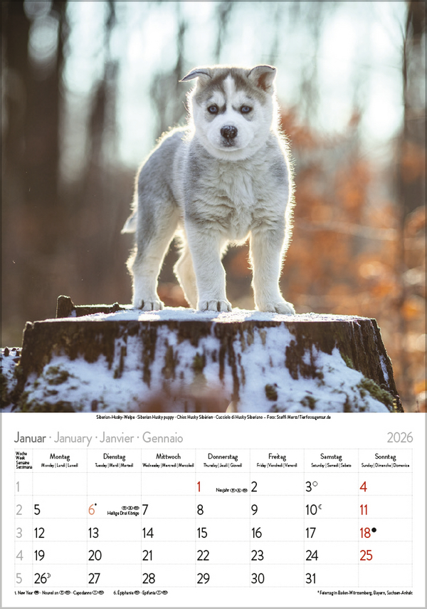 Hunde 2026, Innenansicht #1