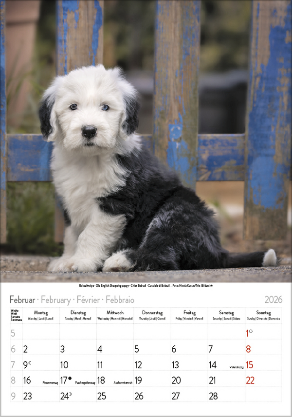 Hunde 2026, Innenansicht #2