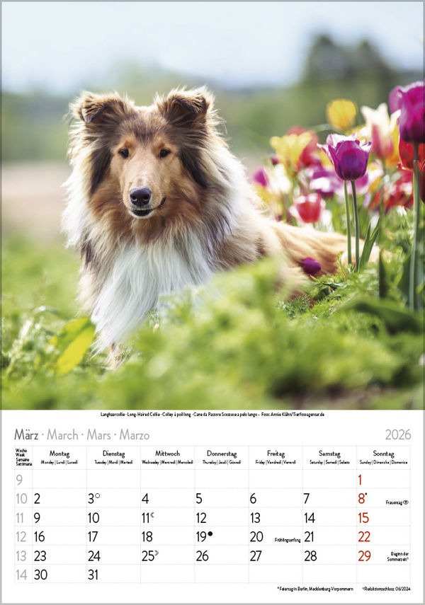 Hunde 2026, Innenansicht #3