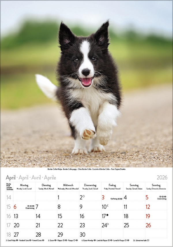 Hunde 2026, Innenansicht #4