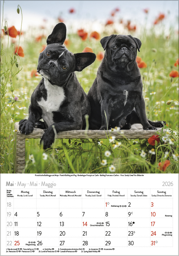 Hunde 2026, Innenansicht #5