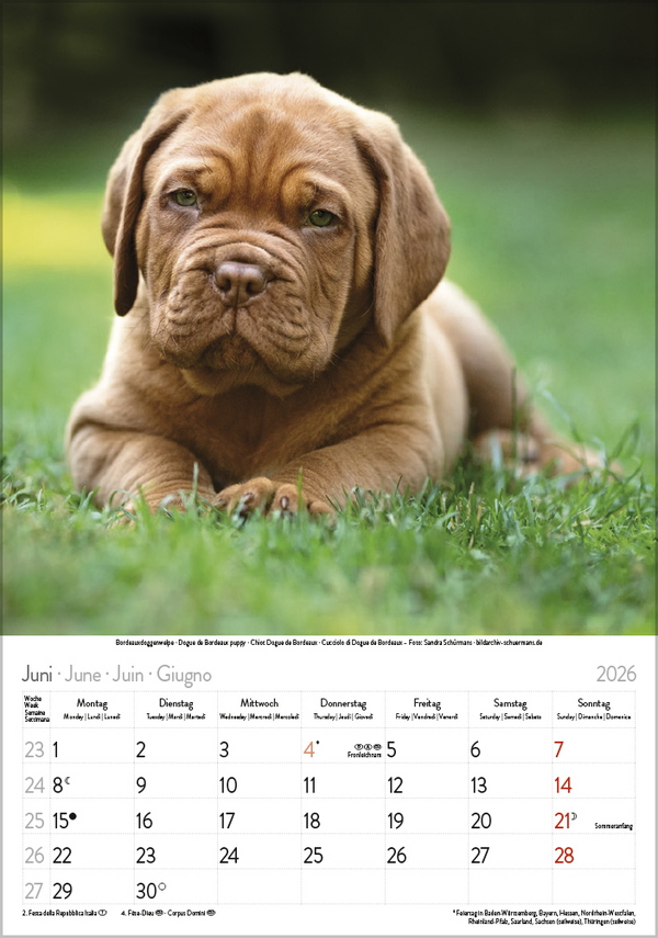 Hunde 2026, Innenansicht #6