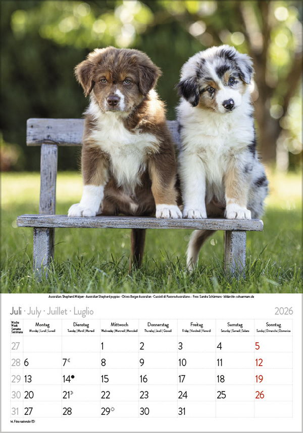 Hunde 2026, Innenansicht #7