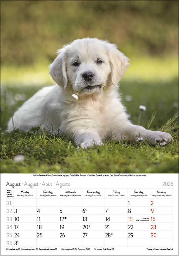 Hunde 2026, Innenansicht #8