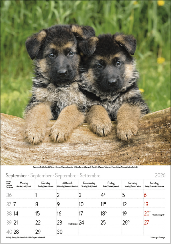 Hunde 2026, Innenansicht #9