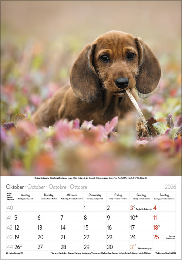 Hunde 2026, Innenansicht #10