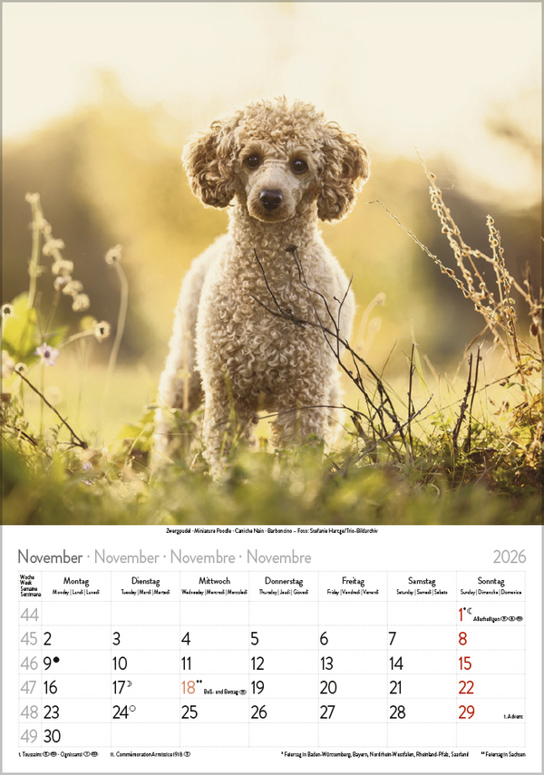 Hunde 2026, Innenansicht #11