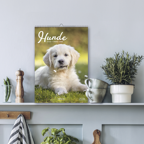 Hunde 2026, Innenansicht #16