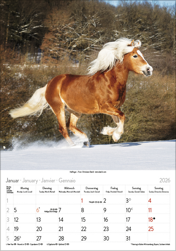 Pferde 2026, Innenansicht #1