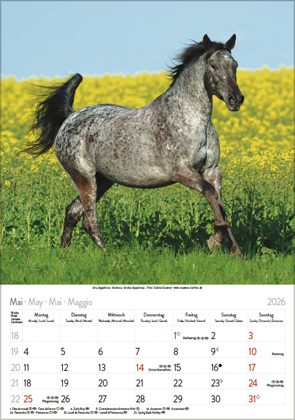 Pferde 2026, Innenansicht #5