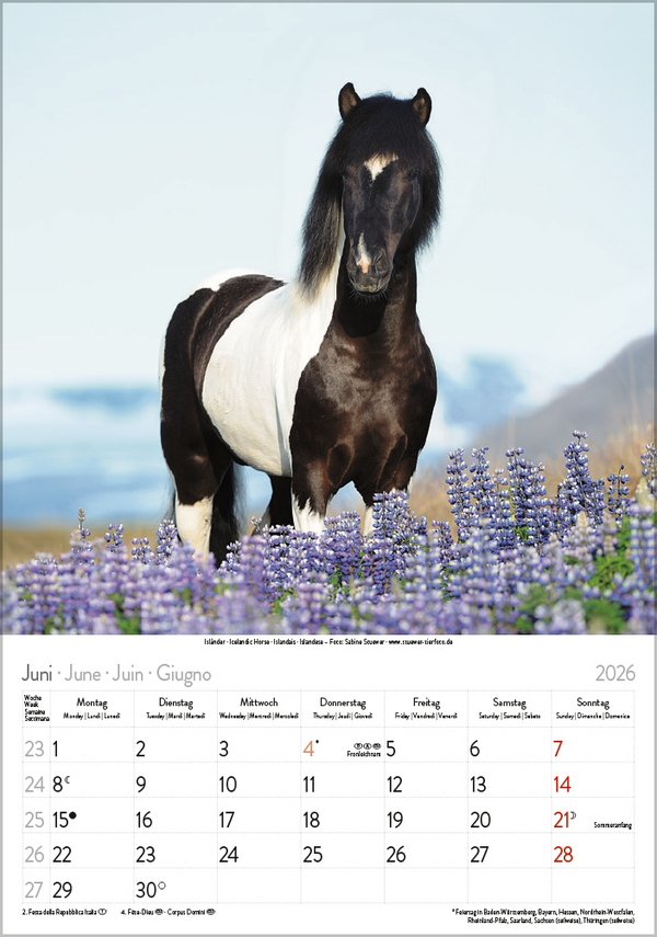 Pferde 2026, Innenansicht #6