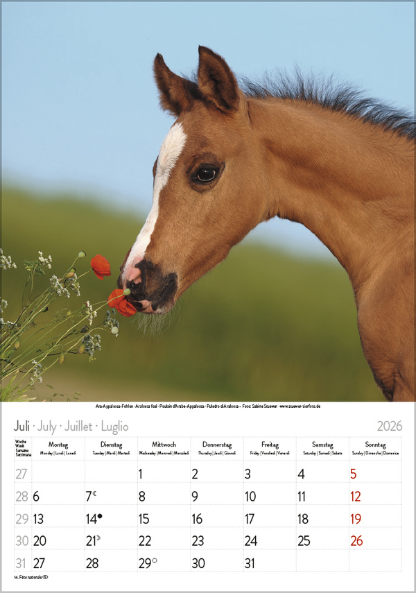 Pferde 2026, Innenansicht #7