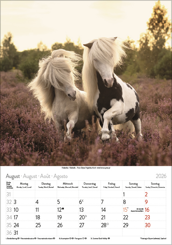 Pferde 2026, Innenansicht #8