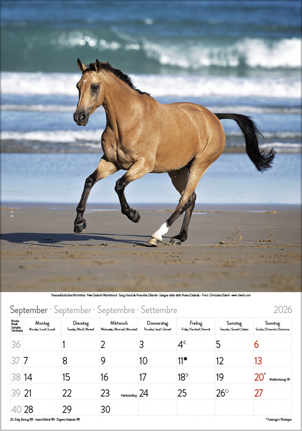 Pferde 2026, Innenansicht #9