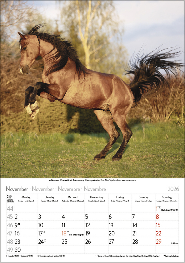 Pferde 2026, Innenansicht #11