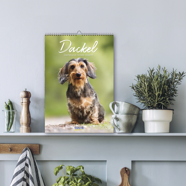 Dackel 2026, Innenansicht #16