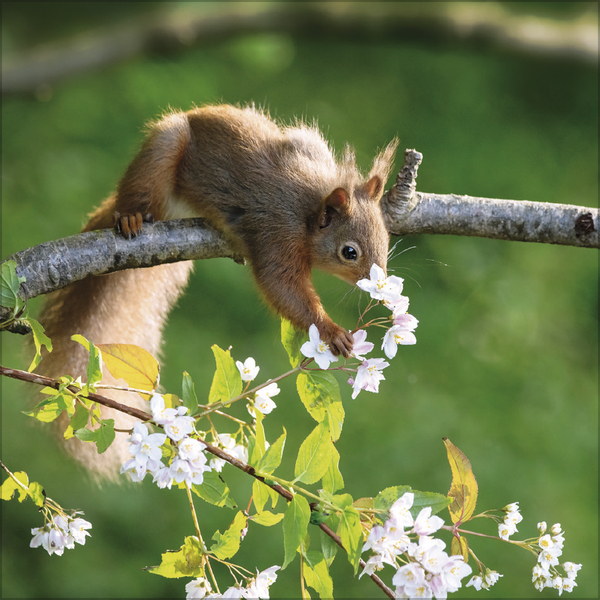 Eichhörnchen 2026, Innenansicht #5