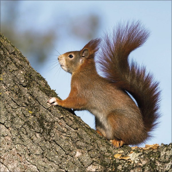 Eichhörnchen 2026, Innenansicht #7
