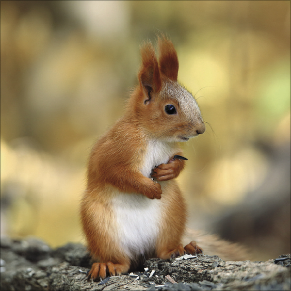 Eichhörnchen 2026, Innenansicht #8