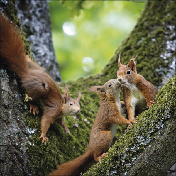 Eichhörnchen 2026, Innenansicht #10