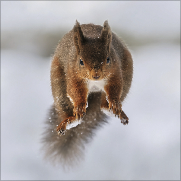 Eichhörnchen 2026, Innenansicht #12