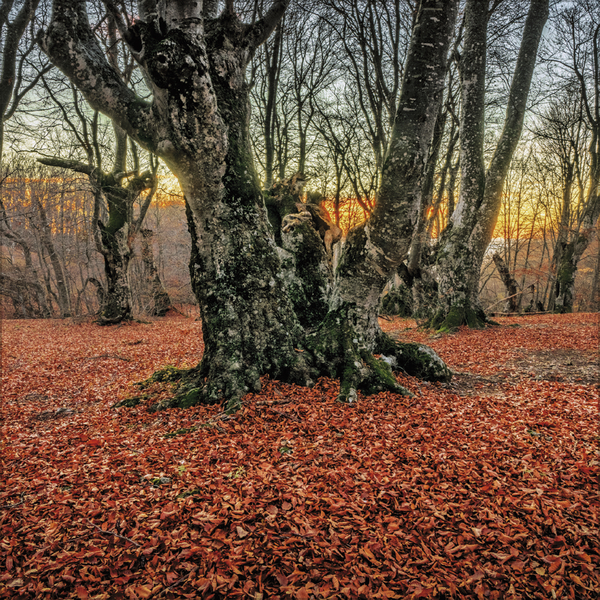 Magische Wälder 2026, Innenansicht #2