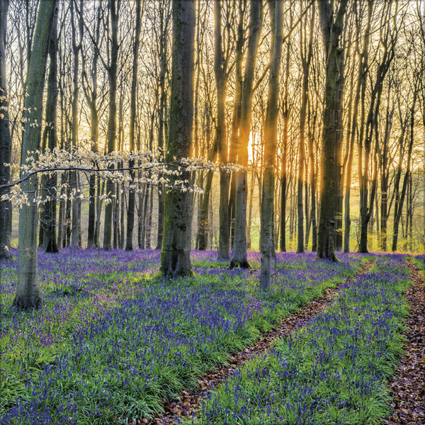 Magische Wälder 2026, Innenansicht #3