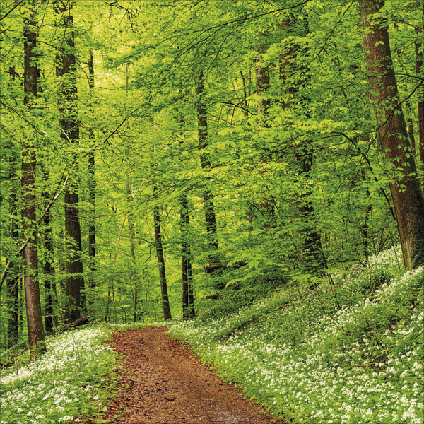 Magische Wälder 2026, Innenansicht #4