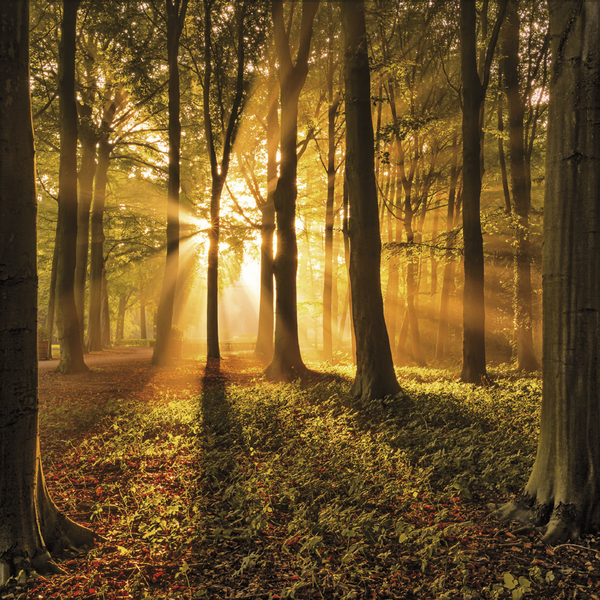 Magische Wälder 2026, Innenansicht #5