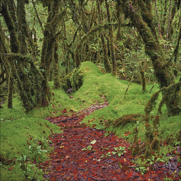 Magische Wälder 2026, Innenansicht #6