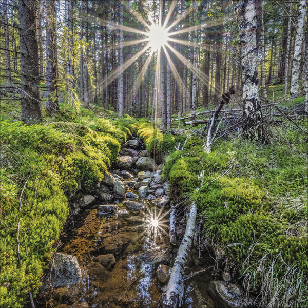 Magische Wälder 2026, Innenansicht #7