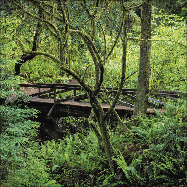 Magische Wälder 2026, Innenansicht #8